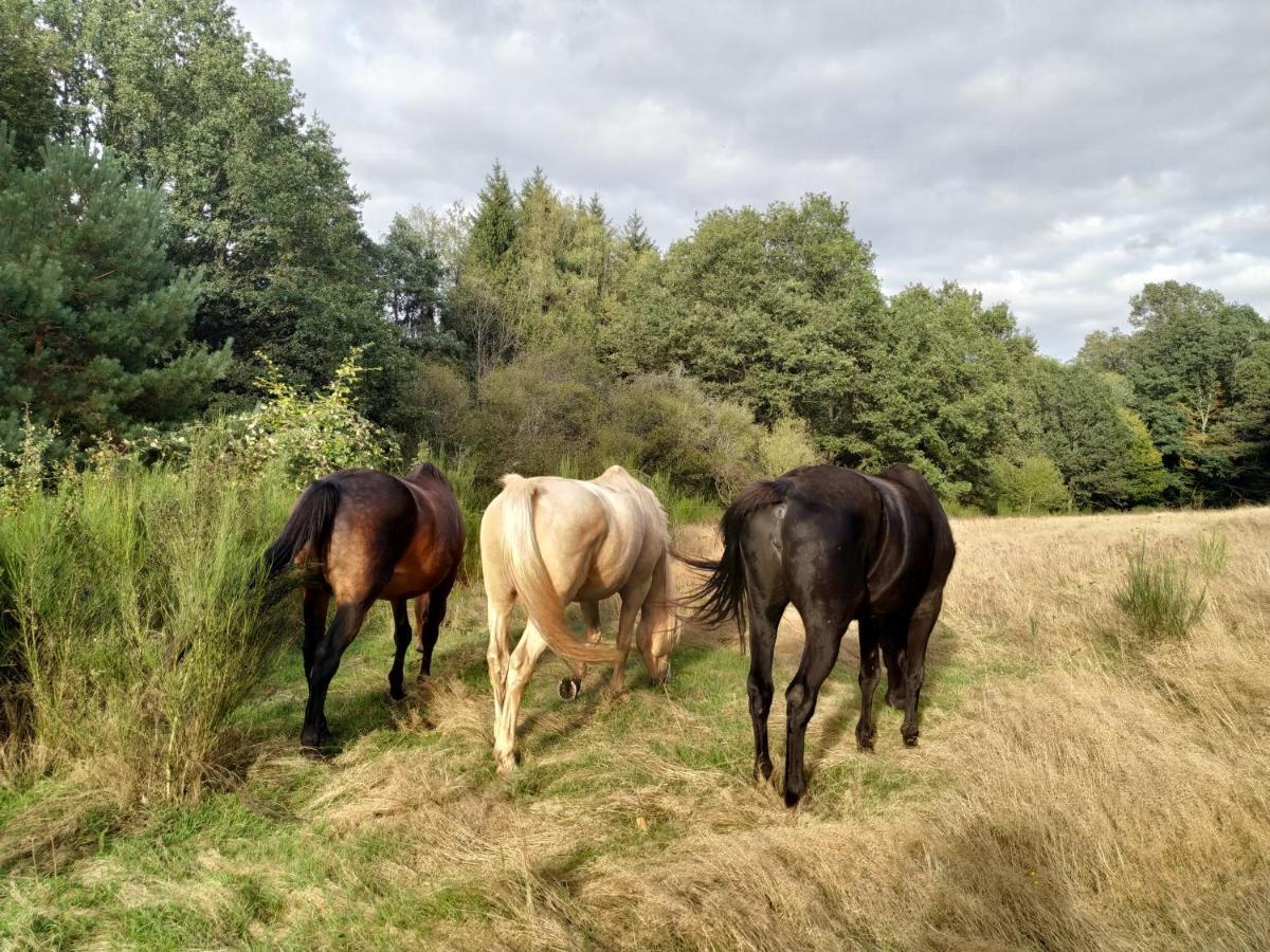 L'Echappee Verte - Gite Equestre 5 Pers Soucht Екстер'єр фото