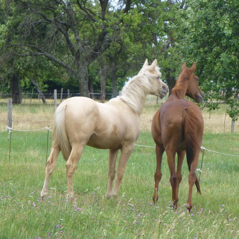 L'Echappee Verte - Gite Equestre 5 Pers Soucht Номер фото