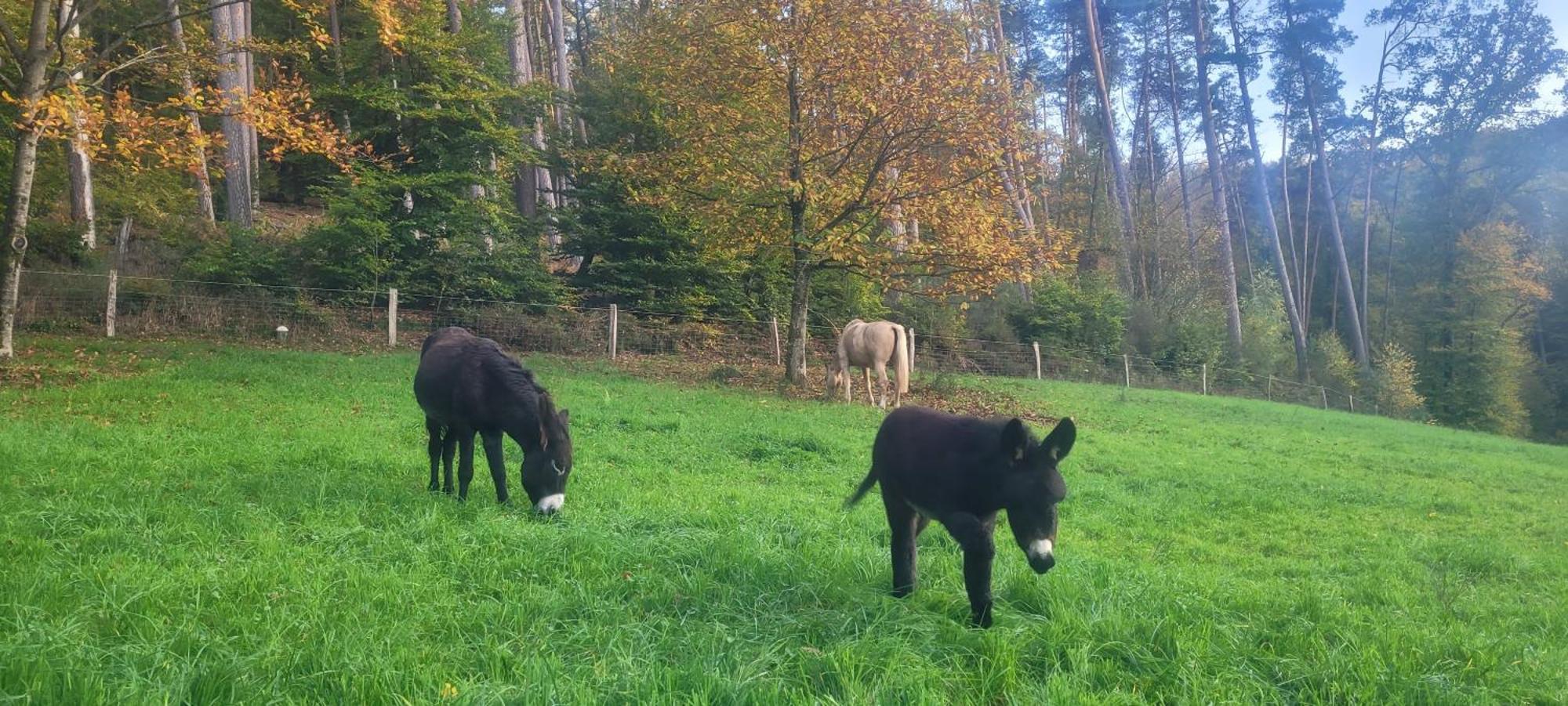 L'Echappee Verte - Gite Equestre 5 Pers Soucht Екстер'єр фото